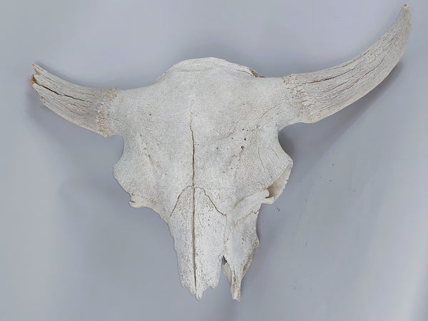 Older Buffalo Skull