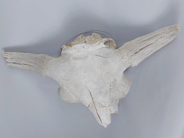 Older Buffalo Skull