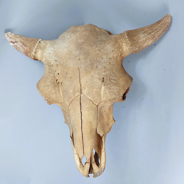 River found Buffalo Skull with Jaw