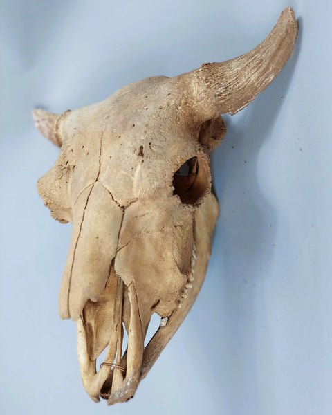 River found Buffalo Skull with Jaw