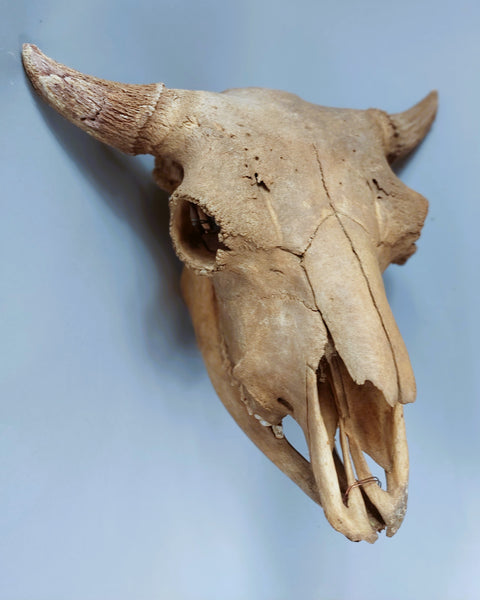 River found Buffalo Skull with Jaw