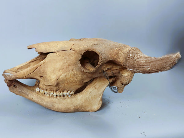 River found Buffalo Skull with Jaw