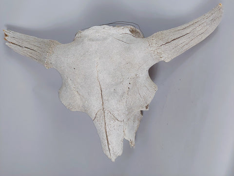 Older Buffalo Skull